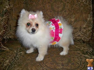 Pomeranian Puppies for Sale